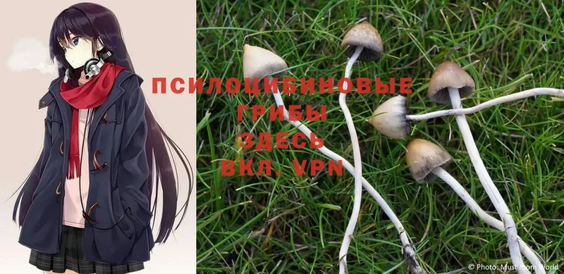 Галлюциногенные грибы Psilocybe  mega   Амурск  где можно купить наркотик 